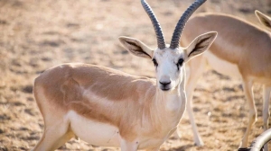 5 Wildlife Surprises You’ll Encounter on a Desert Dubai Safari 2025