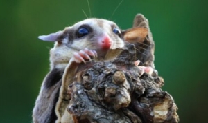 Keeping Melbourne Homes Safe with Professional Possum Control