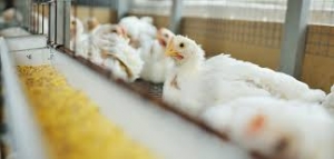 Middle East and Africa Animal Feed Additives Market Size, Share and Demands 2025-2033