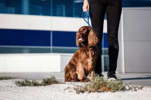 Healthy Dog Food: Healthy Dog Nutrition Guide 2025