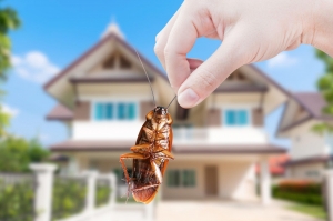 Cockroach Control Service in Ho Chi Minh City