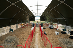 Hale dla owiec stworzone dla polskich hodowców