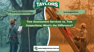 Tree Assessment Services vs. Tree Inspections: What’s the Difference?