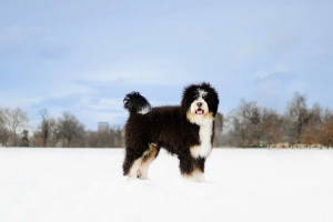 Why Bernedoodles in Arizona Are Becoming the State’s Favorite Family Dogs