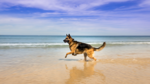 Top Bone Picks for Strong German Shepherds