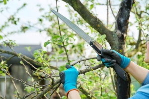 What Happens To A Tree’s Roots After Stump Removal In Bremerton, WA?
