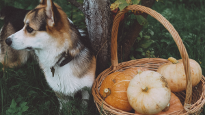 Gentle Nutrition Guide: The Right Bland Diet Choices for Dogs