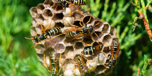 Say Goodbye to Wasps: Safe Removal Services Across Melbourne