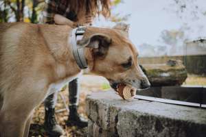 How to Build Better Behavior Habits for Your Pet