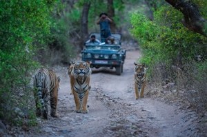 Best Wildlife Safari Experiences in India for Families and Adventure Lovers