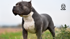 Superior Nutrition Choices for a Strong American Bully