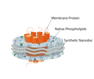 Why Custom Membrane Protein Production Services Are Essential for Modern Drug Discovery