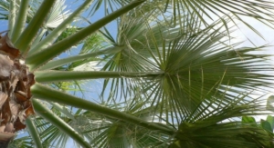 Expert Washingtonia Tree Supplier in Riyadh: Benefits & Buying Tips