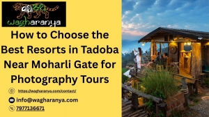 How to Choose the Best Resorts in Tadoba Near Moharli Gate for Photography Tours