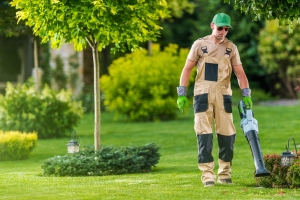 Why Denver Trusts Organic Lawn Treatment for Healthy Lawns