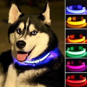 Wondering What Accessories Your Pet Really Needs? Let’s Break It Down