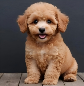 What Makes Goldendoodle Puppies Unique Compared to Other Doodle Breeds?