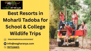 Best Resorts in Moharli Tadoba for School & College Wildlife Trips