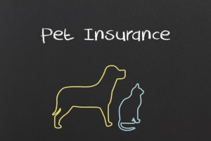 The Paw-sitive Guide to Pet Insurance: Your Furry Friend's Safety Net