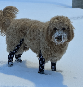 Do Cold Weather Dog Shoes Make Walks Safer and More Comfortable?