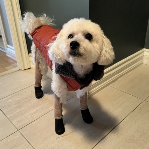 Can Poodle Dog Shoes Protect Against Heat, Cold, and Rough Surfaces?
