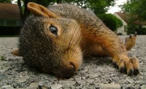 How to Deal with Dead Animal Carcasses in Urban Areas