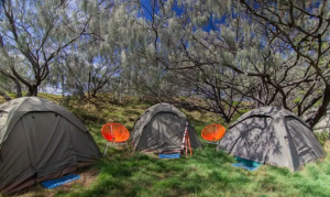 Unforgettable Adventures - Fraser Island Camping for Nature Enthusiasts