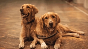 Why Some People Prefer Rescue Over Golden Retriever Breeders