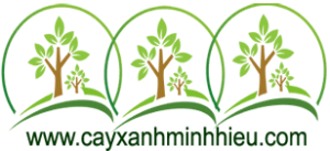 Cây Xanh Minh Hiếu