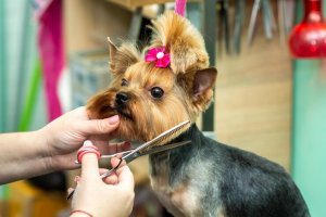 Paws and Polish: Petzzco's Guide to Glamorous Dog Grooming for Special Occasions