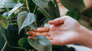 How to Repot Your Philodendron Plant: Epic Gardening