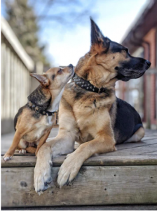 Elegance and Endurance: The Timeless Allure of Leather Collars for Dogs