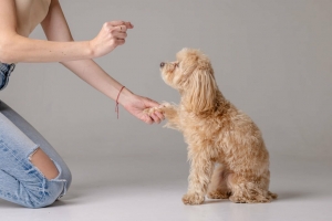 Unleash the Potential: Finding the Perfect Experienced Puppy Trainer in Severna Park