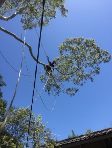 A Comprehensive Guide to Removing Stumps in Sydney