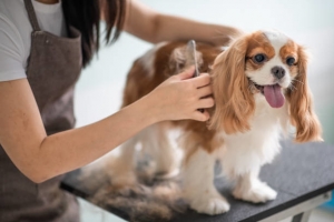 Finding Top-Notch Dog Grooming Services Near You