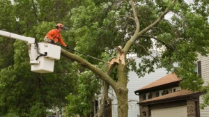 Top Stump Grinder Services In Colorado