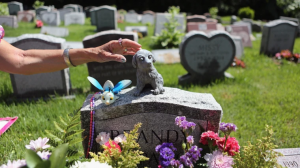 Honoring Our Furry Friends: Pawspace's Pet Funeral Service in Bangalore