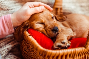 How do pet provide comfort