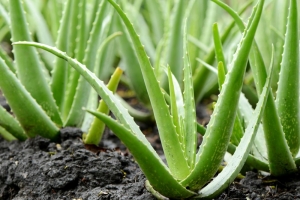 Traditional Medicinal Uses of Aloe Vera