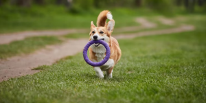 Train and Teach Your Dog to Appreciate Praise 