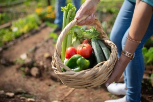 Unlocking the Secret to Exceptional Vegetable Baskets in Montreal