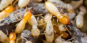 Lizard Pest Control Services: Keeping Your Home Safe