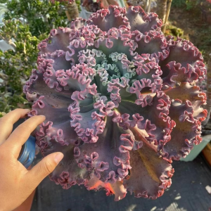 Echeveria Crimson Tide Care Guide 