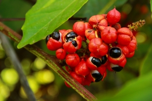 Guarana Market Exploration: Regional Market Dynamics