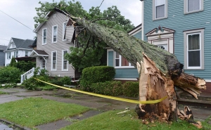 The Art of Tree Removal: A Complete Guide for Homeowners