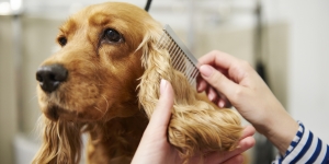 Pawspace: Elevating Pet Grooming in Bangalore to a Pinnacle of Excellence