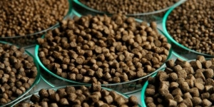 Ornamental Fish Feed Market Trends: Sustainable and Eco-friendly Feed Solutions