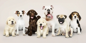 the Best Dog Breeders and Puppies Breeders Near Me