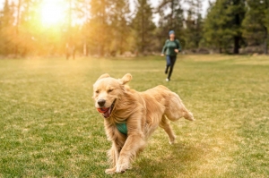 Paws and Pavements: Exploring Dog Walking Services Near You in Bangalore