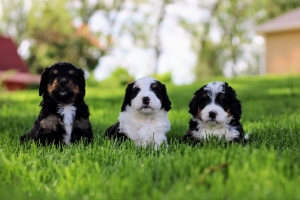 Unlocking the Charm: A Comprehensive Guide to Understanding Bernese Mountain Dog Poodle Mix Puppies